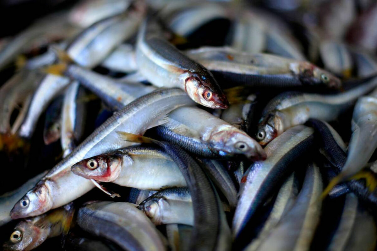 Trabajadores en Sucre denuncian zafra ilegal para llevar sardinas a Barinas por el 9E